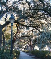 Savannah - Park