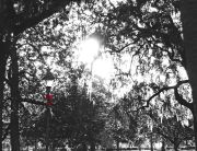 Savannah - Park