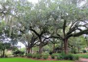 Savannah - Park
