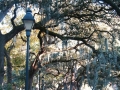 Savannah - Park