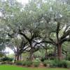 Savannah - Park