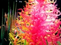 Chihuly Glass