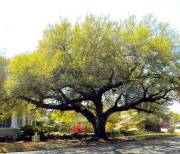 Sumter SC - Tree