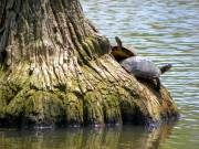 Sumter SC - Swan Lake - Iris Gardens, Turtles