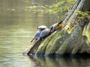 Sumter SC - Swan Lake - Iris Gardens, Turtles