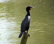 Sumter SC - Swan Lake - Iris Gardens