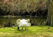 Sumter SC - Swan Lake - Iris Gardens, Swans