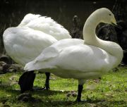 Sumter SC - Swan Lake - Iris Gardens, Swans