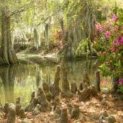Sumter SC - Swan Lake - Iris Gardens, Cypress Knees