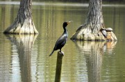 Sumter SC - Swan Lake - Iris Gardens