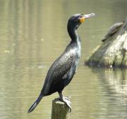 Sumter SC - Swan Lake - Iris Gardens