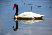 Sumter SC - Swan Lake - Iris Gardens