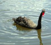 Sumter SC - Swan Lake - Iris Gardens, Black Swan