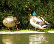 Sumter SC - Swan Lake - Iris Gardens, Mallard Ducks