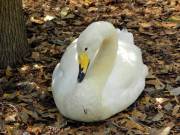 Sumter SC - Swan Lake - Iris Gardens, Swan