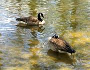 Sumter SC - Swan Lake - Iris Gardens, Canada Geese