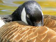 Sumter SC - Swan Lake - Iris Gardens, Canada Goose