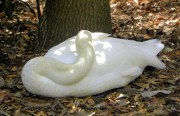 Sumter SC - Swan Lake - Iris Gardens, Resting Swan