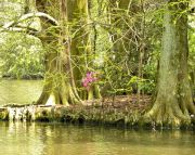 Sumter SC - Swan Lake - Iris Gardens