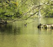 Sumter SC - Swan Lake - Iris Gardens