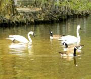 Sumter SC - Swan Lake - Iris Gardens, Swans and Canada Geese