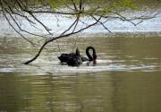 Sumter SC - Swan Lake - Iris Gardens, Black Swans