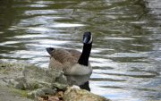 Sumter SC - Swan Lake - Iris Gardens, Canada Goose