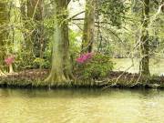 Sumter SC - Swan Lake - Iris Gardens