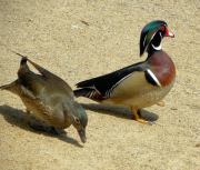 Sumter SC - Swan Lake - Iris Gardens, Mallard Ducks