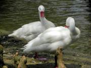 Sumter SC - Swan Lake - Iris Gardens, Resting Swans