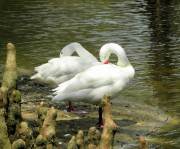 Sumter SC - Swan Lake - Iris Gardens, Resting Swans