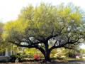 Sumter SC - Tree