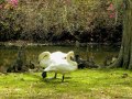Sumter SC - Swan Lake - Iris Gardens, Swans