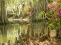 Sumter SC - Swan Lake - Iris Gardens, Cypress Knees