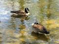 Sumter SC - Swan Lake - Iris Gardens, Canada Geese