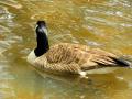 Sumter SC - Swan Lake - Iris Gardens, Canada Goose