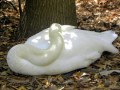 Sumter SC - Swan Lake - Iris Gardens, Resting Swan