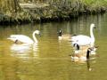 Sumter SC - Swan Lake - Iris Gardens, Swans and Canada Geese