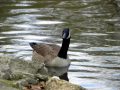 Sumter SC - Swan Lake - Iris Gardens, Canada Goose