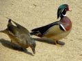 Sumter SC - Swan Lake - Iris Gardens, Mallard Ducks