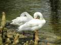 Sumter SC - Swan Lake - Iris Gardens, Resting Swans