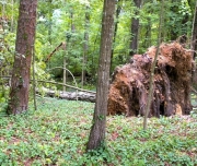 East Tennessee Fell Tree