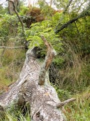 East Tennessee Fell Tree