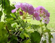 East Tennessee Flowers