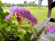 East Tennessee Flowers