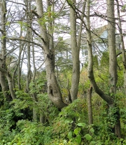 East Tennessee House