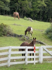 East Tennessee Horses