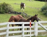 East Tennessee Horses
