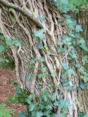 East Tennessee Ivy