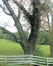 East Tennessee Trees